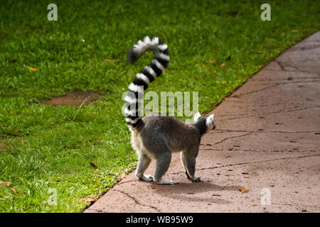 Cool giovani lemure cat, Madagascar Lemur catta Foto Stock