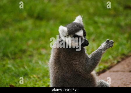 Cool giovani lemure cat, Madagascar Lemur catta Foto Stock