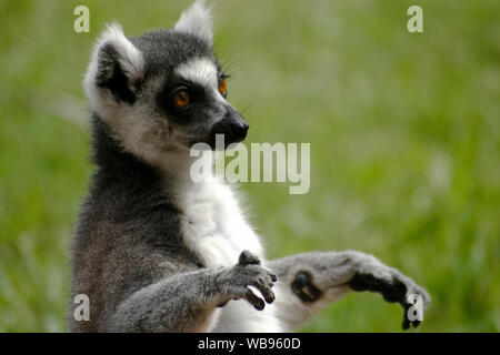 Cool giovani lemure cat, Madagascar Lemur catta Foto Stock