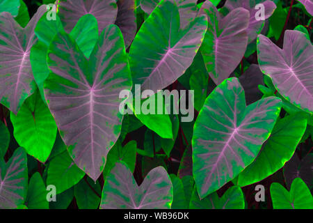 Vicino la bellissima natura tropicale foglia verde caladium sfondo texture. Alocasia verde indica cespugli e piante biennale, acqua delle erbe infestanti in prua tropicali Foto Stock