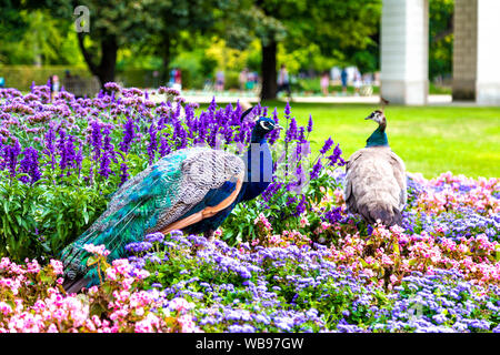 Peacock e peahen in un letto di fiori a Lazienki Krolewskie (Royals Parco delle Terme), Varsavia, Polonia Foto Stock