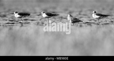 "Quattro Moschettieri" - nero-tailed godwit (Limosa limosa) e black-winged palafitte (Himantopus himantopus), belli uccelli seduto alla riva Foto Stock