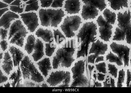 La Rothschild Giraffe (Giraffa camelopardis rothschildi) pelle, un bellissimo mammifero che vive nelle savane africane Foto Stock