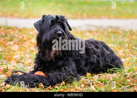 Terrier nero giace sul fogliame giallo. Autunno sfondo. Cane all'esterno. Foto Stock