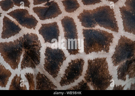 La Rothschild Giraffe (Giraffa camelopardis rothschildi) pelle, un bellissimo mammifero che vive nelle savane africane Foto Stock