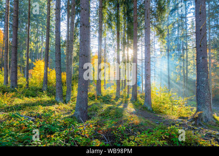 Bella mattina in scena la foresta con raggi di sole e ombre lunghe, vera luce solare, paesaggio naturale Foto Stock