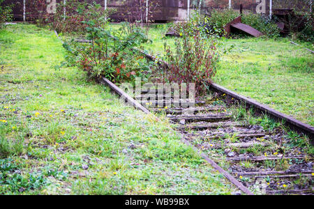 Ripreso dalla natura, rosso sanguinello, comune e vero worm fern su una vecchia ferrovia via. Dryopteris filix-mas e cornus sanguinea. Foto Stock