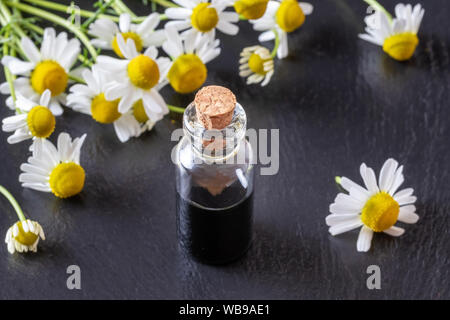 Una bottiglia di colore blu scuro tedesco camomilla olio essenziale e fiori freschi Foto Stock