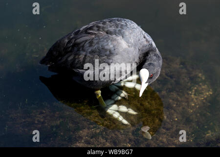 Adulto Eurasian folaga (fulica atra) Foto Stock