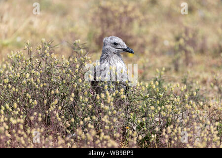 Unione di aringa pulcino di gabbiano (Larus argentatus) Foto Stock