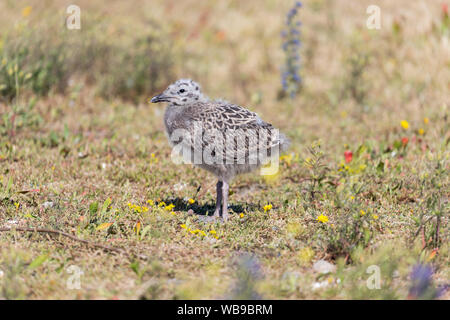 Unione di aringa pulcino di gabbiano (Larus argentatus) Foto Stock