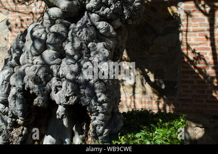 Primo piano di una 300 anni vecchio albero di fico nel Palazzo Carvajal, Caceres, Estremadura, Spagna. Dettaglio del tronco. Foto Stock