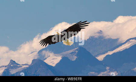 Aquila calva battenti e scivolando lentamente e maestoso sul cielo di alta montagna. Concetto di fauna selvatica e la natura pura. Foto Stock