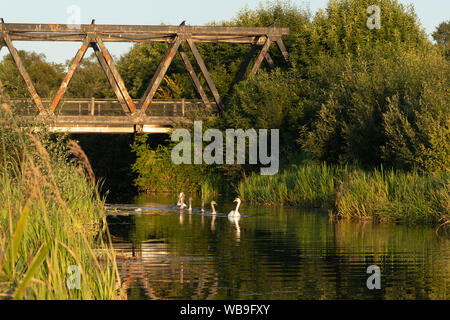 Famiglia di cigni (Cygnus olor) con cinque cygnets sul Basingstoke Canal in estate luce della sera, Hampshire, Regno Unito Foto Stock