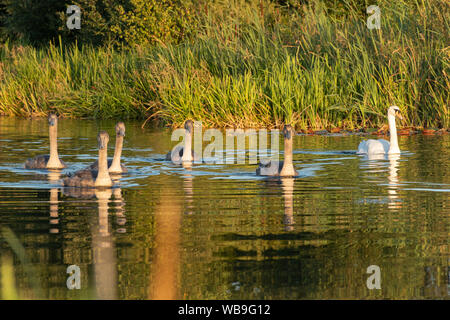 Famiglia di cigni (Cygnus olor) con cinque cygnets sul Basingstoke Canal in estate luce della sera, Hampshire, Regno Unito Foto Stock