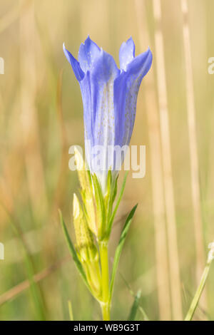 Marsh gentian (Gentiana pneumonanthe), una rara di fiori selvaggi blu del wet brughiera, Surrey, Regno Unito, fioritura durante il mese di agosto Foto Stock