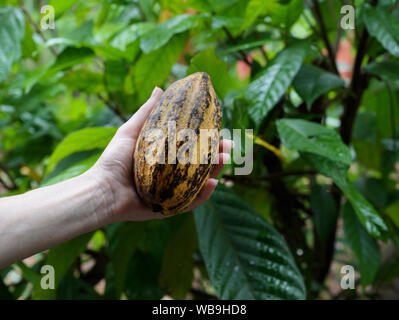 Pod di cacao, mature, coppia Foto Stock