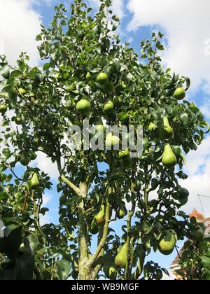 Verso la fine di agosto, i rami di una pera minarette 'Concorde' albero sono laden con la maturazione dei frutti in un giardino inglese. Foto Stock