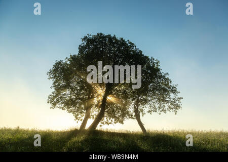 Raggi di rottura sole attraverso i rami degli alberi al mattino presto. Glade con erba verde e un unico gruppo permanente di alberi contro un cielo blu. T Foto Stock