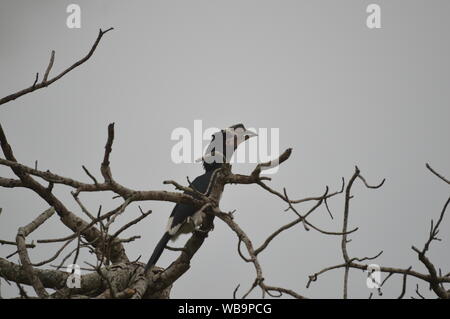 Isolato Trumpeter Hornbill appollaiato su un albero in Umkhuze Game Reserve in Sud Africa Foto Stock