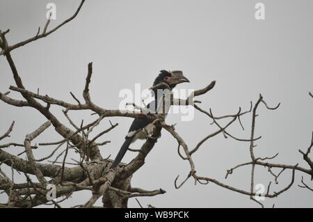 Isolato Trumpeter Hornbill appollaiato su un albero in Umkhuze Game Reserve in Sud Africa Foto Stock