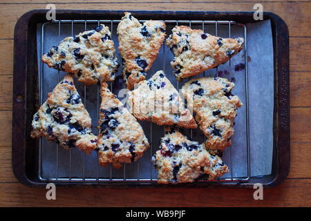 Mirtillo scones su un rack in acciaio su un vassoio da forno fresco di forno. E abbiamo avuto clotted cream. E cagliata di limone. Punteggio. Foto Stock