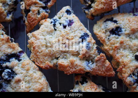 Close up di mirtillo scones su un rack in acciaio su un vassoio da forno fresco di forno. E abbiamo avuto clotted cream. E cagliata di limone. Punteggio. Foto Stock
