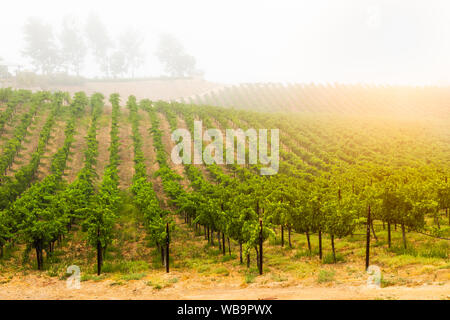 Bel vino Vigna di uva in mattinata Sun. Foto Stock