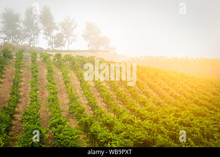 Bel vino Vigna di uva in mattinata Sun. Foto Stock