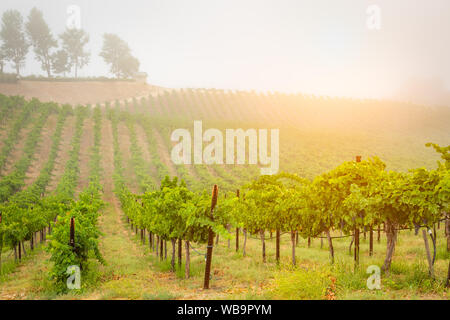 Bel vino Vigna di uva in mattinata Sun. Foto Stock