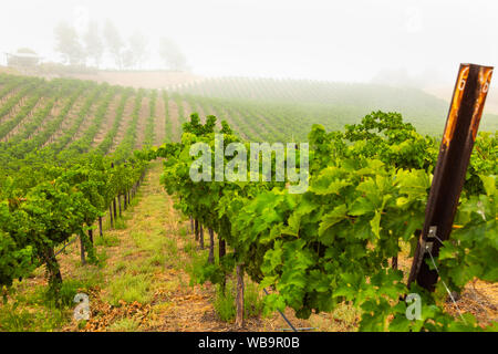 Bel vino Vigna di uva in mattinata Sun. Foto Stock