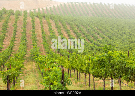 Bel vino Vigna di uva in mattinata Sun. Foto Stock