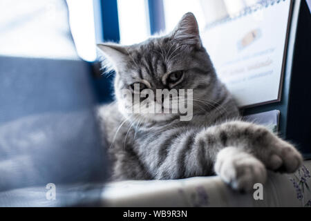 Scottish dritto. Cute cat ritratto, felice pet. Foto Stock