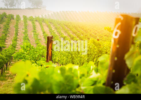 Bel vino Vigna di uva in mattinata Sun. Foto Stock