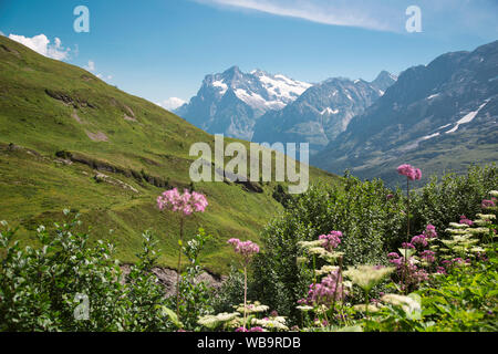 Fioritura di fronte Eiger e Moench, Svizzera Oberland Bernese, Europa Foto Stock