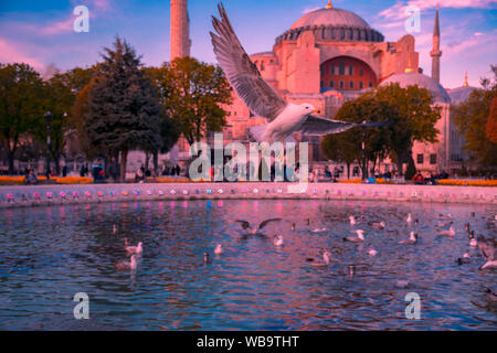 Seagull battenti nei pressi di Hagia Sophia in Istanbul Foto Stock