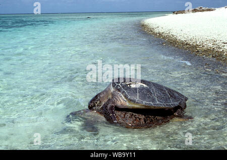 Le tartarughe verdi (Chelonia Mydas) di accoppiamento. Lady Musgrave Island, Capricornia Cays National Park, Gruppo Capricorn-Bunker, della Grande Barriera Corallina, Queensland, Foto Stock