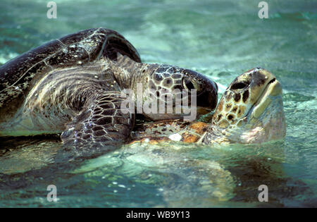 Le tartarughe verdi (Chelonia Mydas) di accoppiamento. Lady Musgrave Island, Capricornia Cays National Park, Gruppo Capricorn-Bunker, della Grande Barriera Corallina, Queensland, Foto Stock