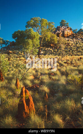 Hairy spinifex (Spinifex sericeus), e termite tumuli. Vicino a Cloncurry, Queensland, Australia Foto Stock