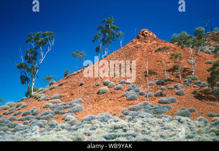 Hairy spinifex (Spinifex sericeus), sul versante arido. Vicino a Cloncurry, Queensland, Australia Foto Stock