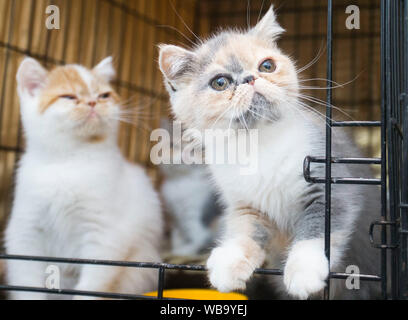 Toronto, Canada. 25 Ago, 2019. Il Pet gatti sono visibili durante il gatto Show del 2019 Canadian National Exhibition a Toronto in Canada su agosto 25, 2019. Più di 100 animali gatti in Ontario sono stati esposti nel display e la concorrenza di domenica. Credito: Zou Zheng/Xinhua Foto Stock