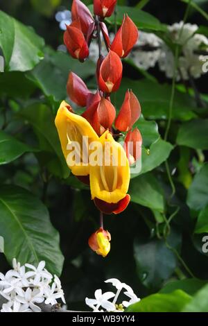 Orologio indiano di vite (Thunbergia mysorensis) cresce in Glasgow Botanic Gardens, Scotland, Regno Unito, Europa Foto Stock