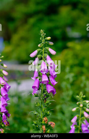 I fiori del comune foxglove, Digitalis purpurea, all'inizio dell'estate Foto Stock