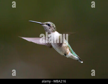 Un giovane maschio ruby-throated hummingbird si libra in volo contro un sfondo verde scuro. Foto Stock