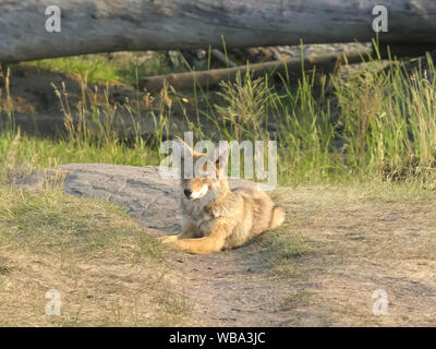 Inquadratura di un coyote seduta nella lamar valley, yellowstone Foto Stock