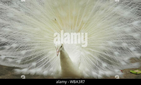 Close up di un maschio bianco peacock visualizzazione Foto Stock