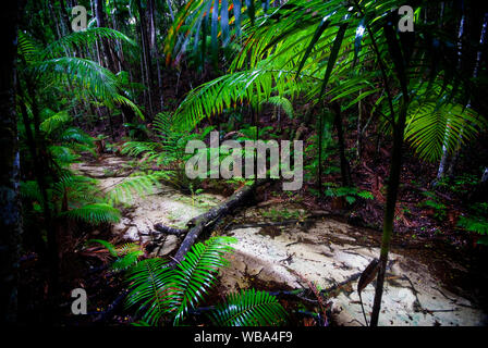 Wanggoolba Creek che scorre attraverso una valle rainforested. Great Sandy National Park, l'Isola di Fraser, Queensland, Australia Foto Stock