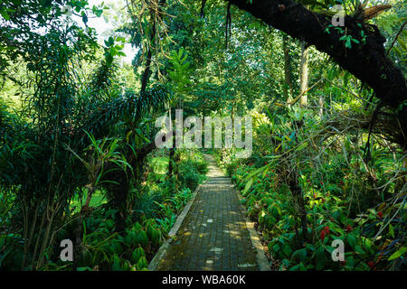 Il percorso stretto con pavimentazione nel mezzo della giungla tropicale della foresta nel giardino botanico di bogor indonesia - foto Foto Stock