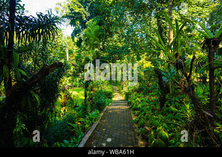 Il percorso stretto con pavimentazione nel mezzo della giungla tropicale della foresta nel giardino botanico di bogor indonesia - foto Foto Stock