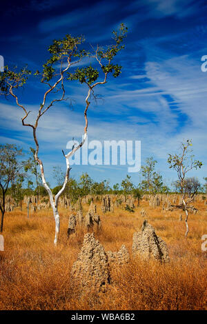 Termite tumuli nella prateria tropicale. Golfo di Savannah, Queensland, Australia Foto Stock